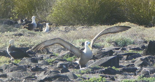 Albatros taking off