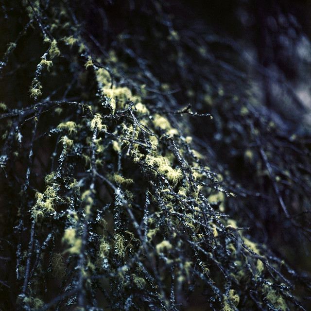 Mossy Branches