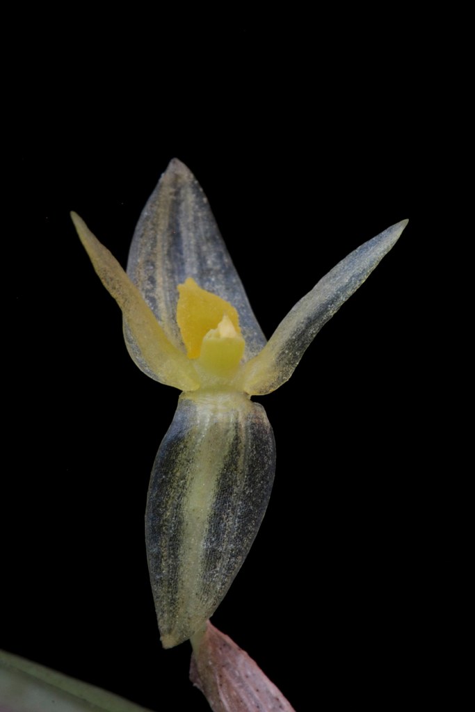 Acronia dubbeldamii | Wiel Driessen | Flickr