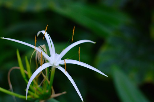 Delicate White Flower | scriptedfate | Flickr
