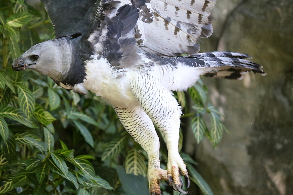 Harpy Eagle, REGION-South America, Harpy eagles are conside…