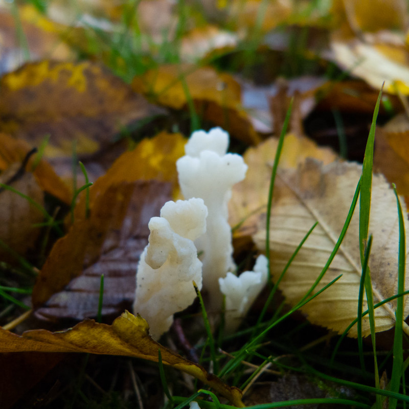 Wrinkled club fungus, Paget Road island