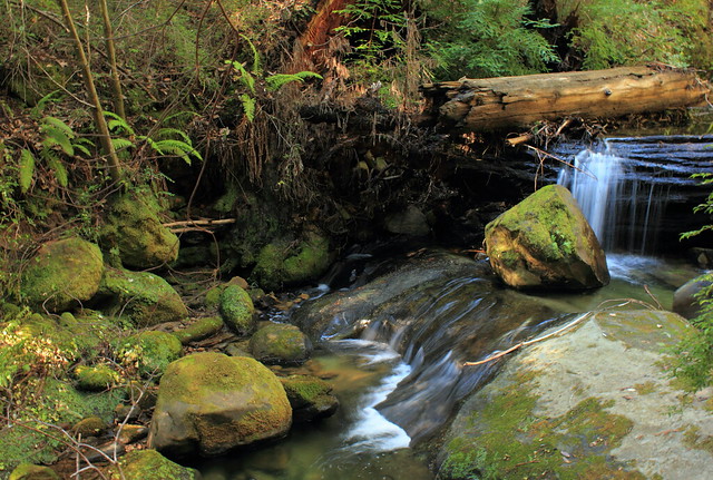 Opal Creek- Big Basin Redwood State Park
