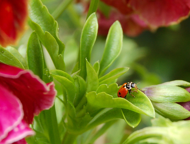 Ladybird (or Ladybug) in my garden