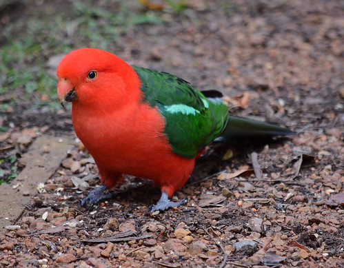 King Parrot | by Ingrid VS