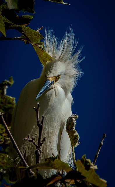 Egret with wild look