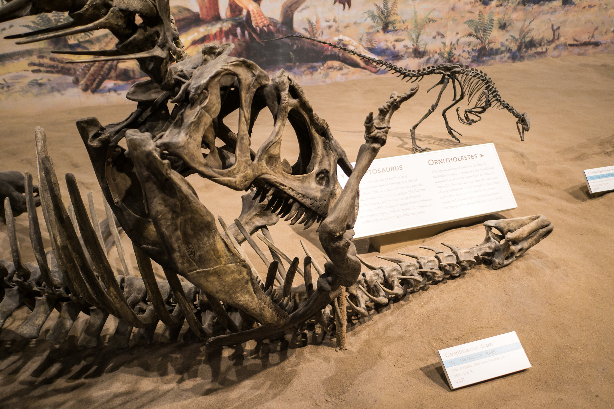 Royal Tyrrell Museum