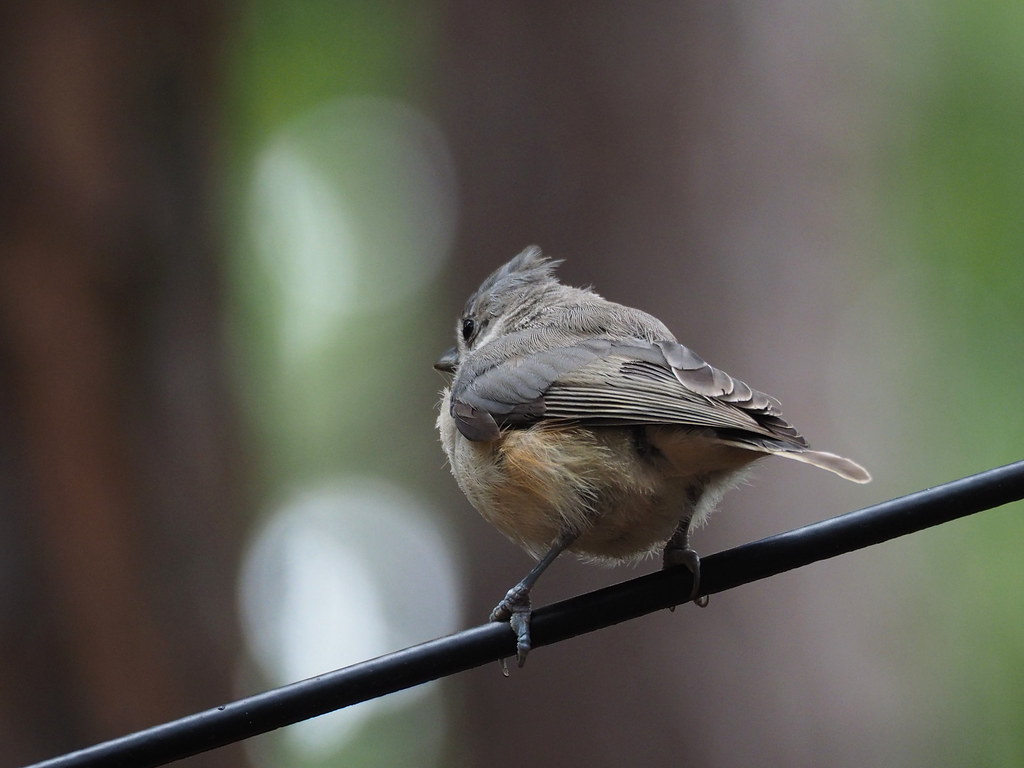 Titmouse | OLYMPUS DIGITAL CAMERA | carlinsc | Flickr