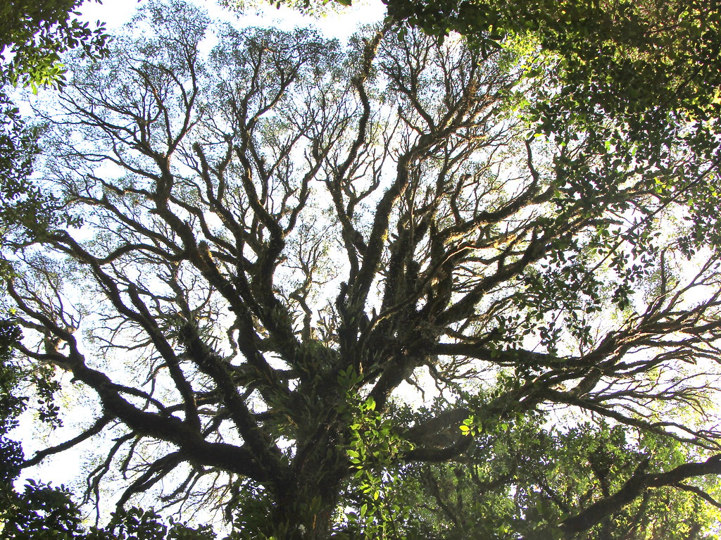 Blackwood (Acacia melanoxylon)