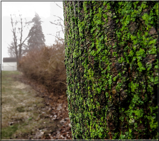 tree trunk green moss