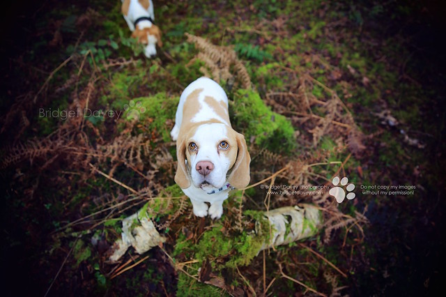 Lucy Beagle | Dog and Pet Photography Bedfordshire