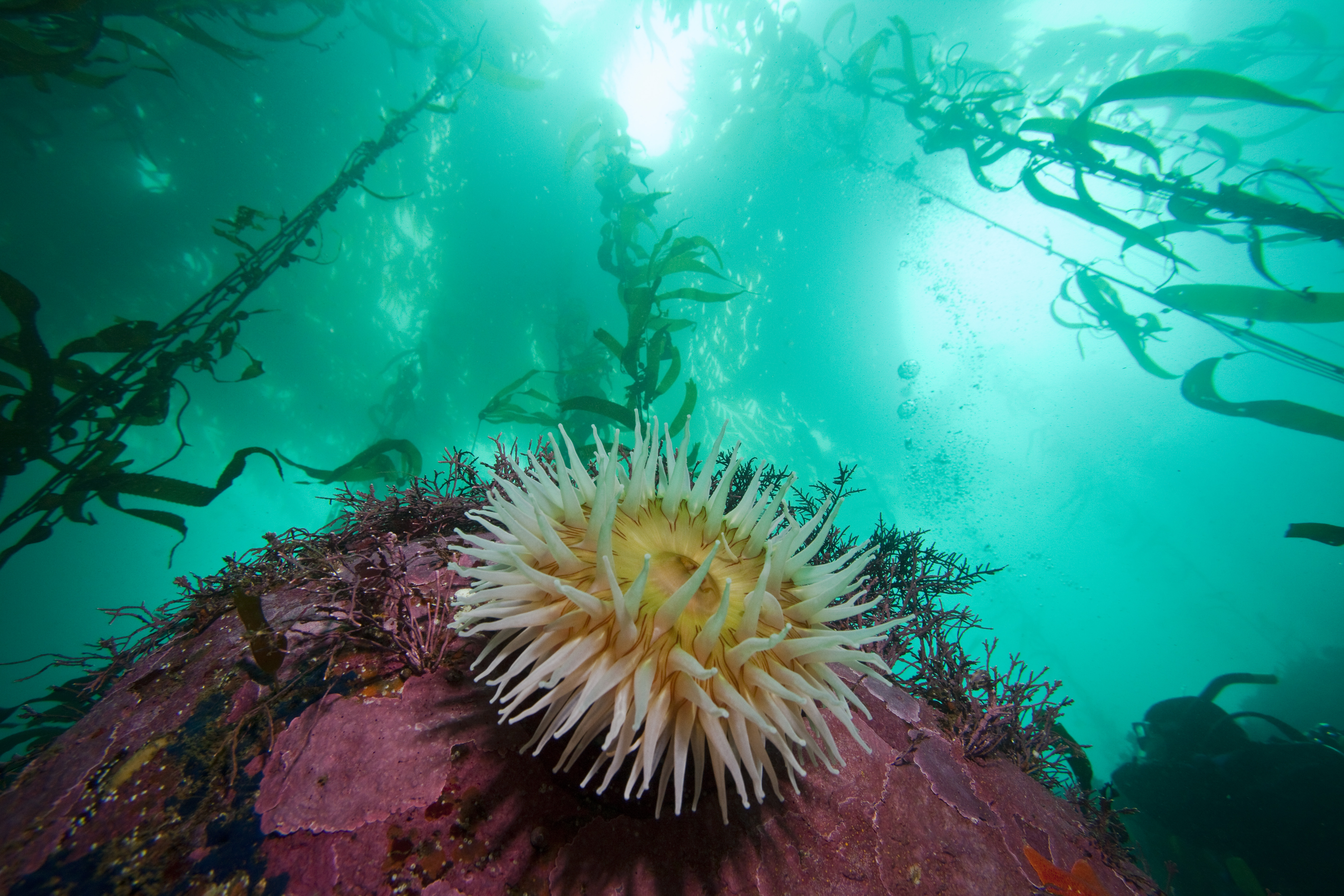 MBNMS - Anemone in Kelp