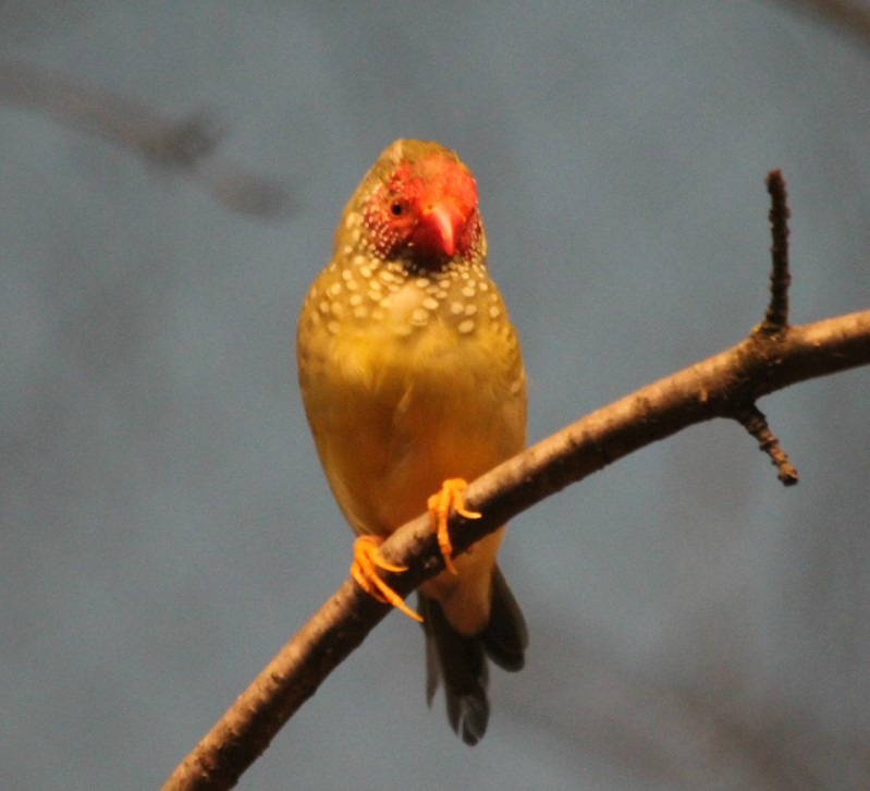Star Finch | Flickr