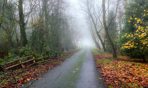 autumn trees winter light mist misty fog landscape nikon mood foggy lone nikkor chesterton warwickshire d610 1635mmf4 jactoll nikonfxshowcase