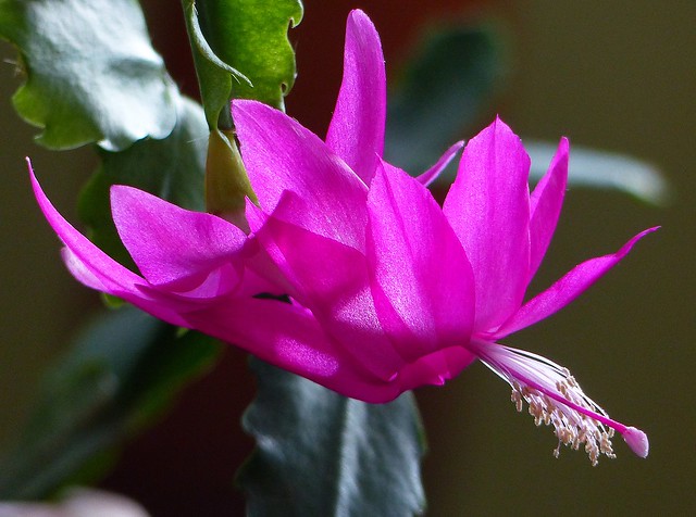 04. First Christmas cactus flower to bloom for 2014 season in our home in Queens, New York !