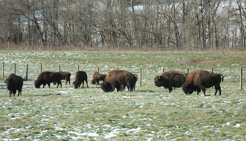 museum buffalo roadsideamerica ohioriver bisonherd woodbuffalo