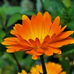 Brilliant Orange Marigold