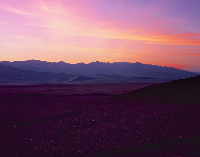 Purple plains