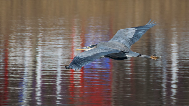 Great blue heron, Norwalk River