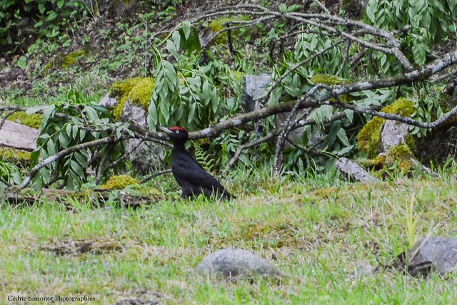 Pic noir- Dryocopus martius