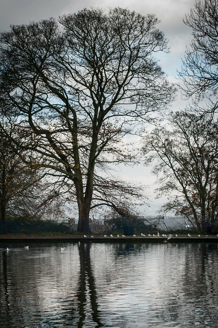 Tree Reflection - (Listers Parks - Reshoot)