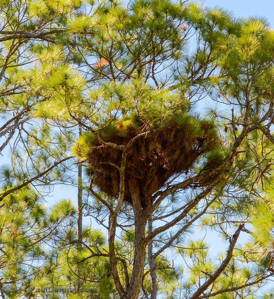 Epiphyte on Pine - St. Vincent NWR, FL