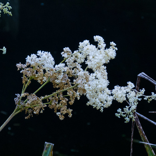 Frosted meadowsweet flowers