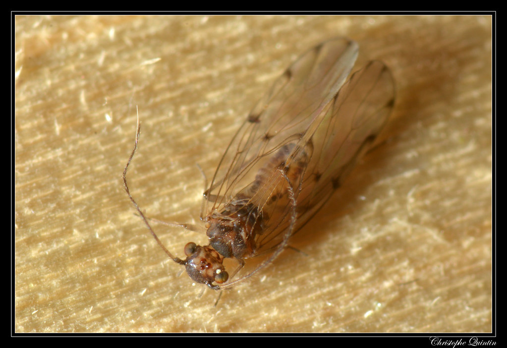 Ectopsocus petersi | Nikon D7100 + Tamron 90mm macro f:2.8 +… | Flickr