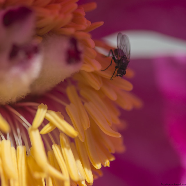 Peony with Fly