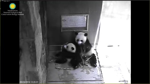 Eating boo with mama. Attribution: Smithsonian's National Zoo | by helenwoo555
