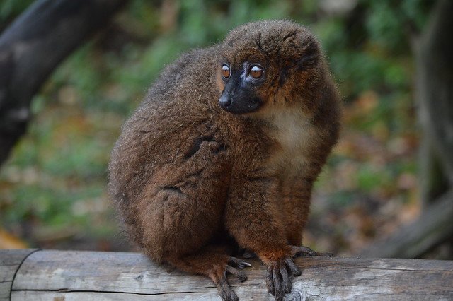 Sitting Red-Bellied Lemur