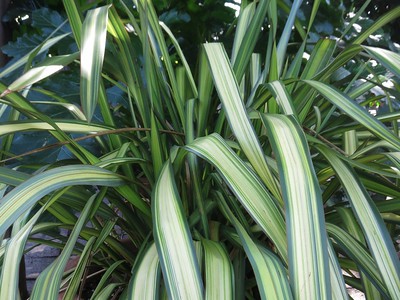 Phormium tenax Herb Garden