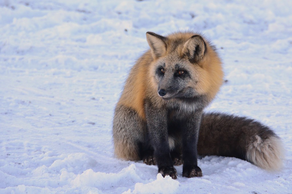 Us fox. Лиса в снегу. Лапа лисы. Лапа чернобурки.