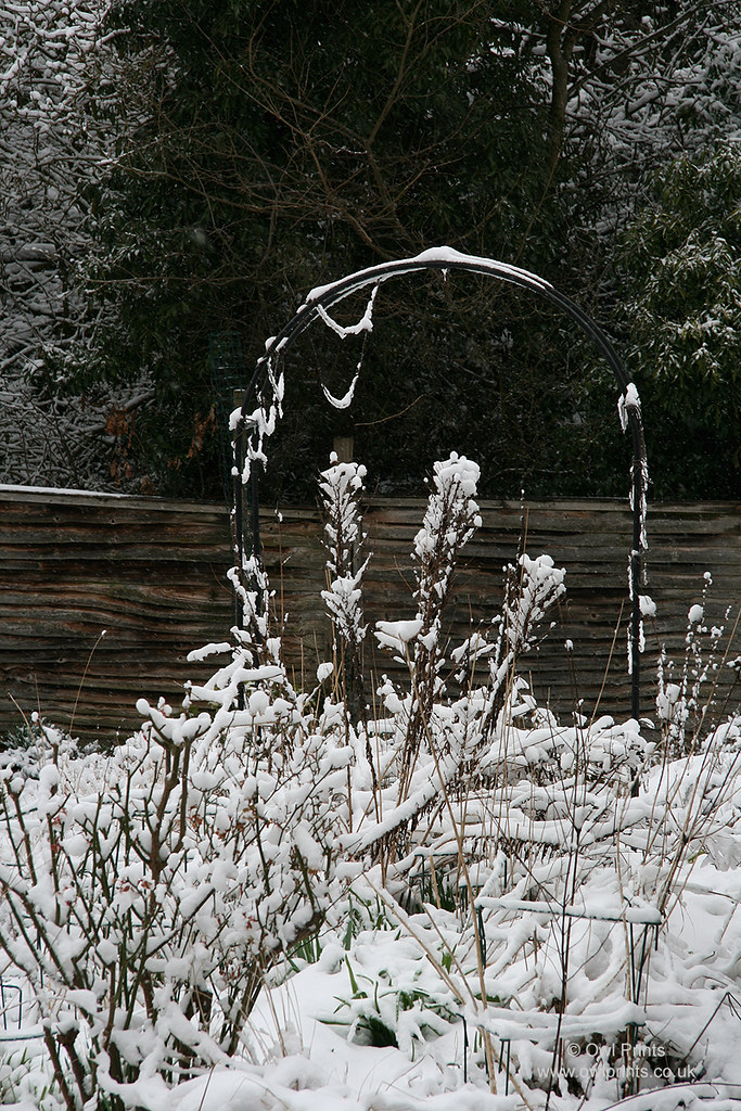 Snow in the garden. March 2013.