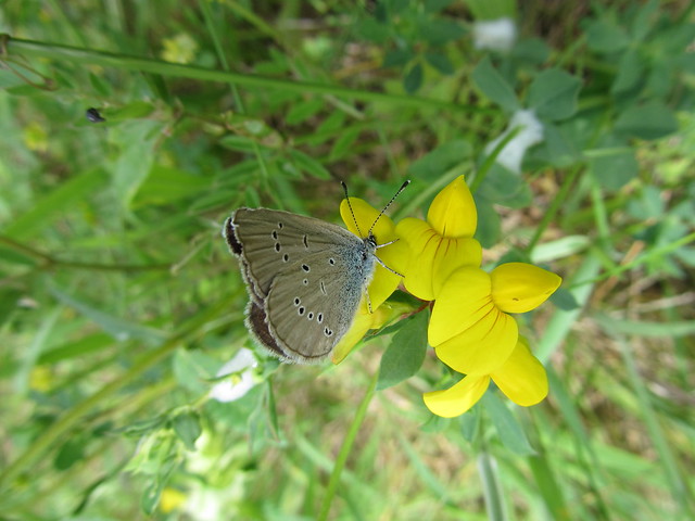 Butterfly 497