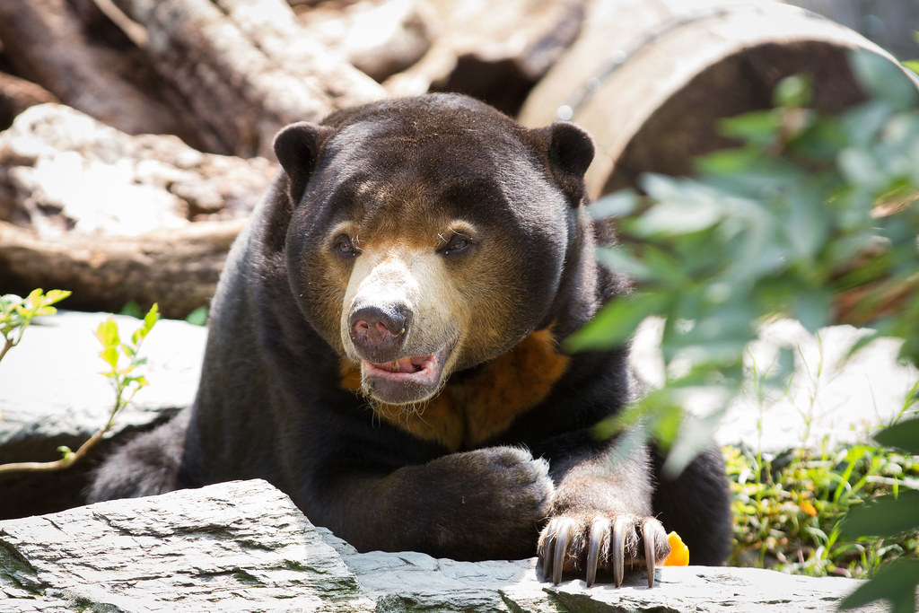 malayan sun bear | A picture, I've made during a trip to Zoo… | Cloudtail  the Snow Leopard | Flickr