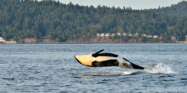 Orca sideways breach full-length