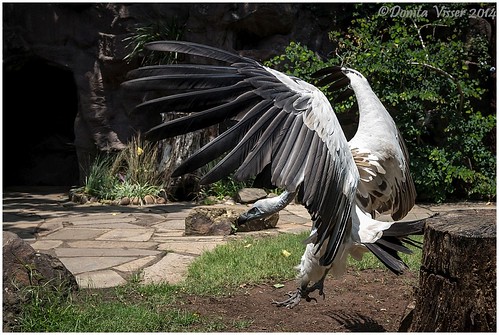 Cape Griffon Vulture | by Donita Visser