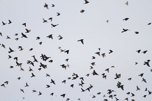 ny newyork flight rare blackbird rarity xanthocephalusxanthocephalus yhbl