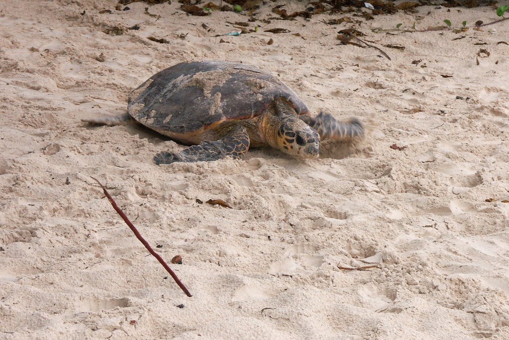 Turtle laying eggs - Barbados