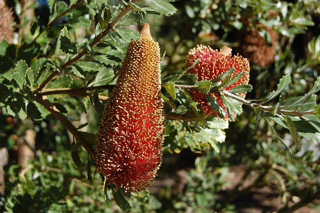 Banksia praemorsa