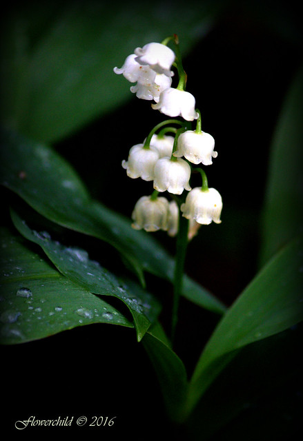 Lily of The Valley 2016