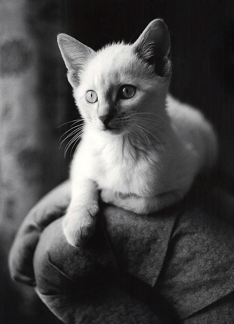 cat portrait black & white