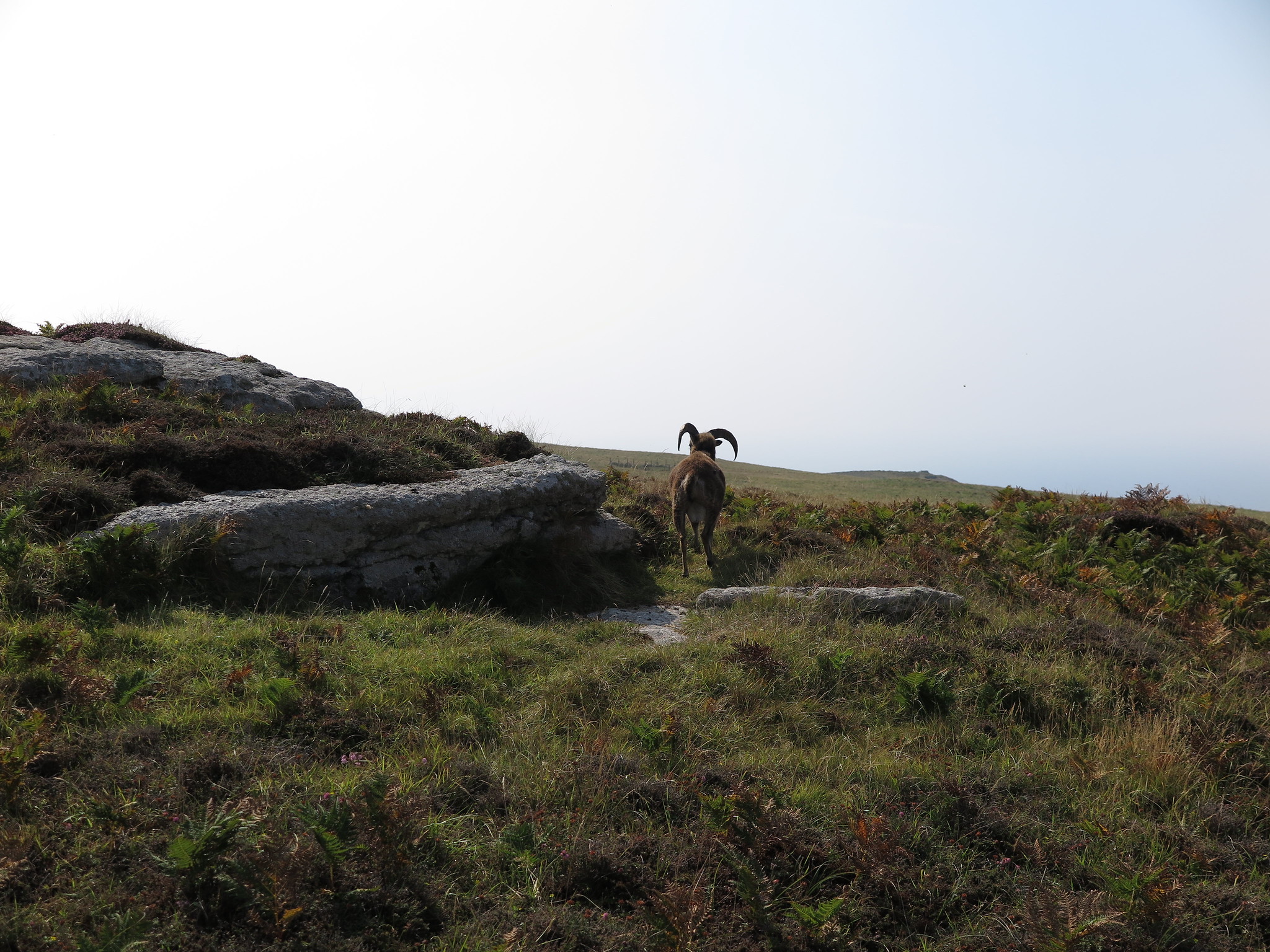 (Lundy Trip)