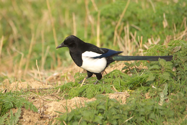 IMGP0264 Magpie, Amwell, March 2014