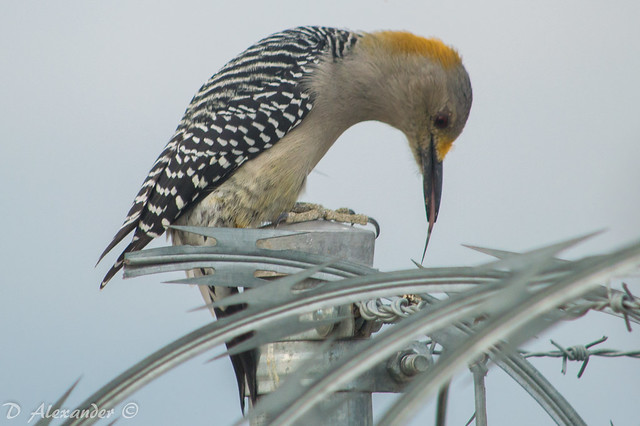 Golden fronted woodpecker :P 😛