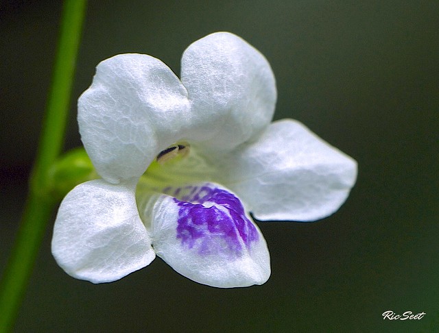 Pretty Tiny Flower