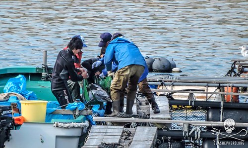 Now sentenced for a lifetime in prison— at Taiji Japan | by auksinis_kardas