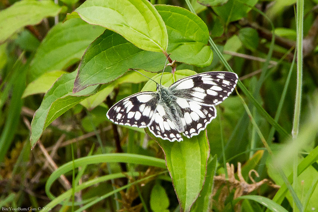 Marbled White Butterfly (Melanargia galathea)