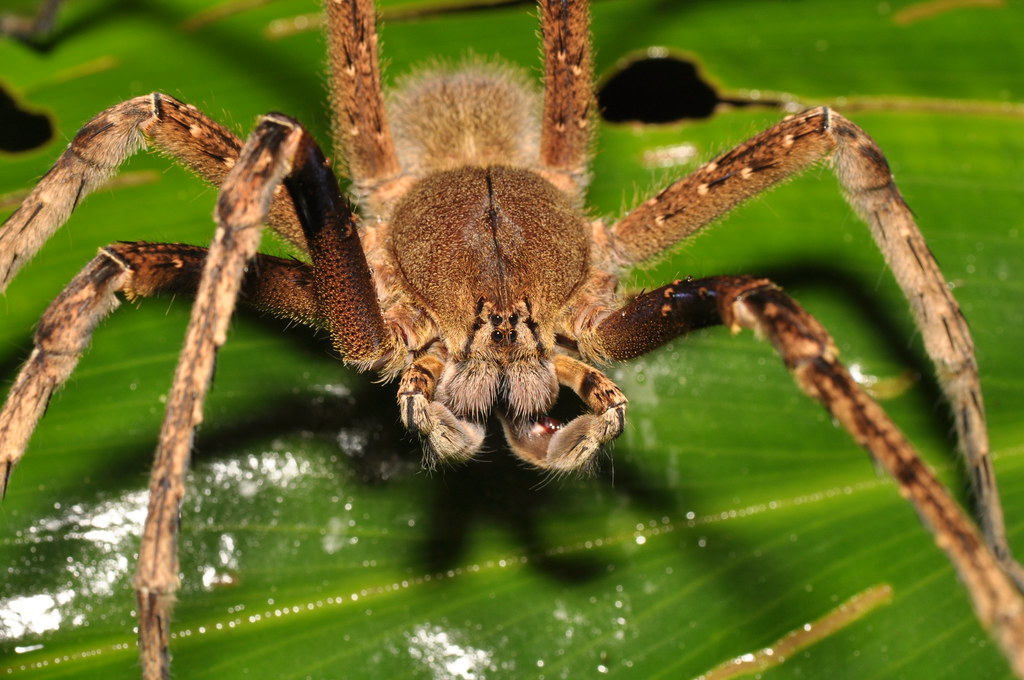 are brazilian wandering spiders endangered